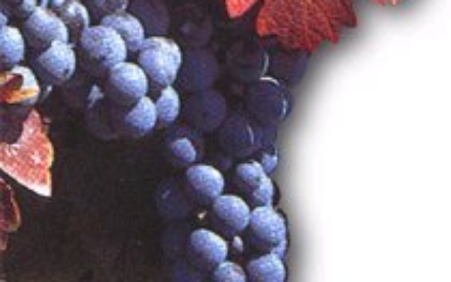 Grapes2